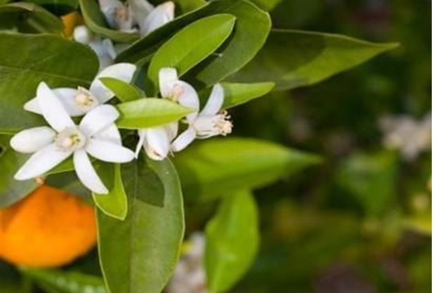 Les bienfaits de la fleur d’Oranger