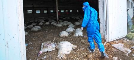 L’Algérie touchée par la grippe aviaire hautement pathogène ?