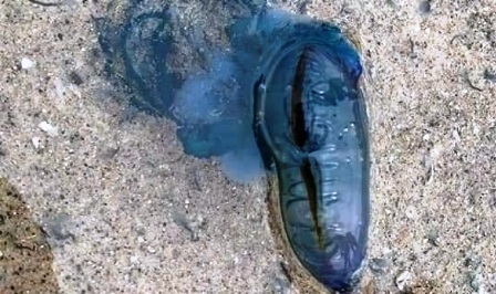 Algérie- Bejaia : La méduse venimeuse repérée sur le littoral Ouest