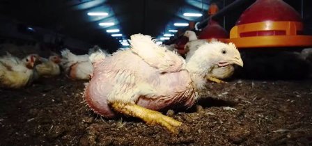 Tunisie – La Tunisie aurait-elle caché la présence d’un foyer de grippe aviaire ?