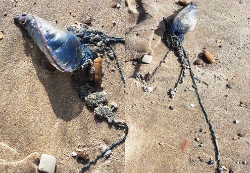 Tunisie – La méduse toxique envahit les plages du golfe de Tunis