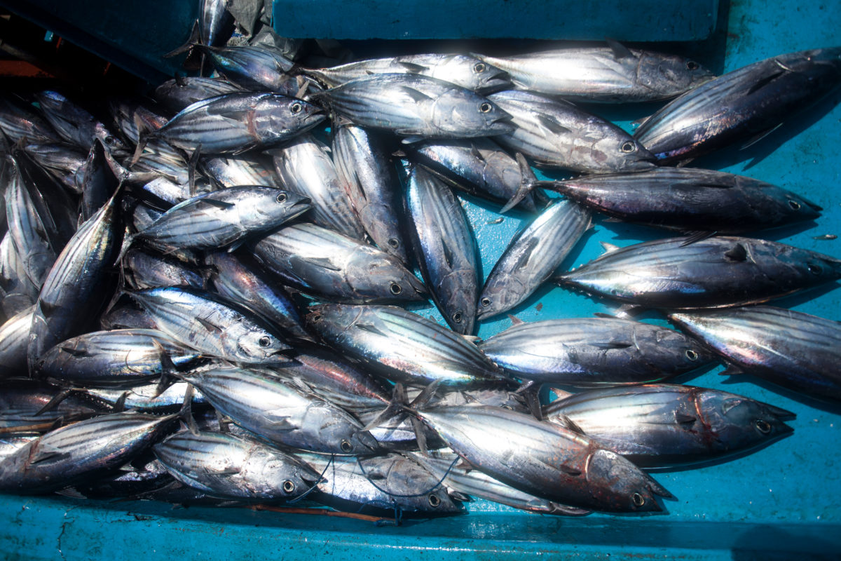 Tunisie: 500 kg de thon impropre à la consommation saisis à Bizerte