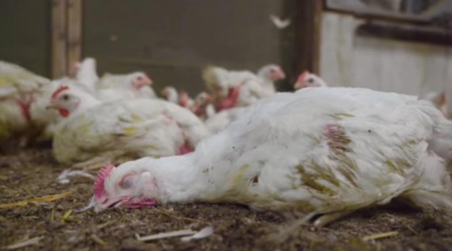 Le gang de l’alimentation animale interdira-t-il aux tunisiens de manger de la viande ?