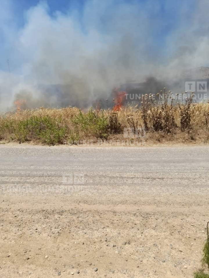 Tunisie-Des incendies simultanés causent des pertes agricoles à Siliana