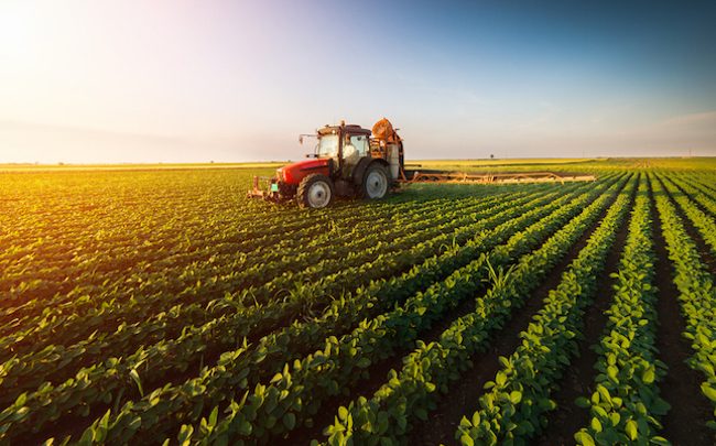 Campagne agricole: Les superficies réservées à la céréaliculture devraient atteindre 1.248 mille hectares