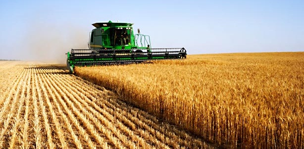 Tunisie-Béja: Date de démarrage de la récolte des céréales et des haricots