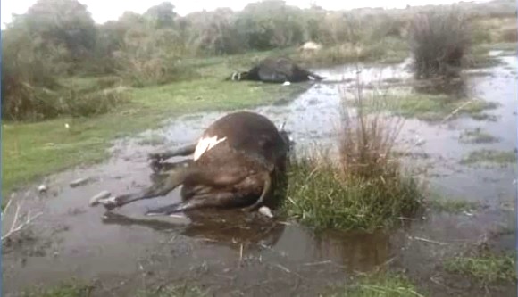 Tunisie – Tazarka : Désastre écologique : Mort de sept vaches laitières