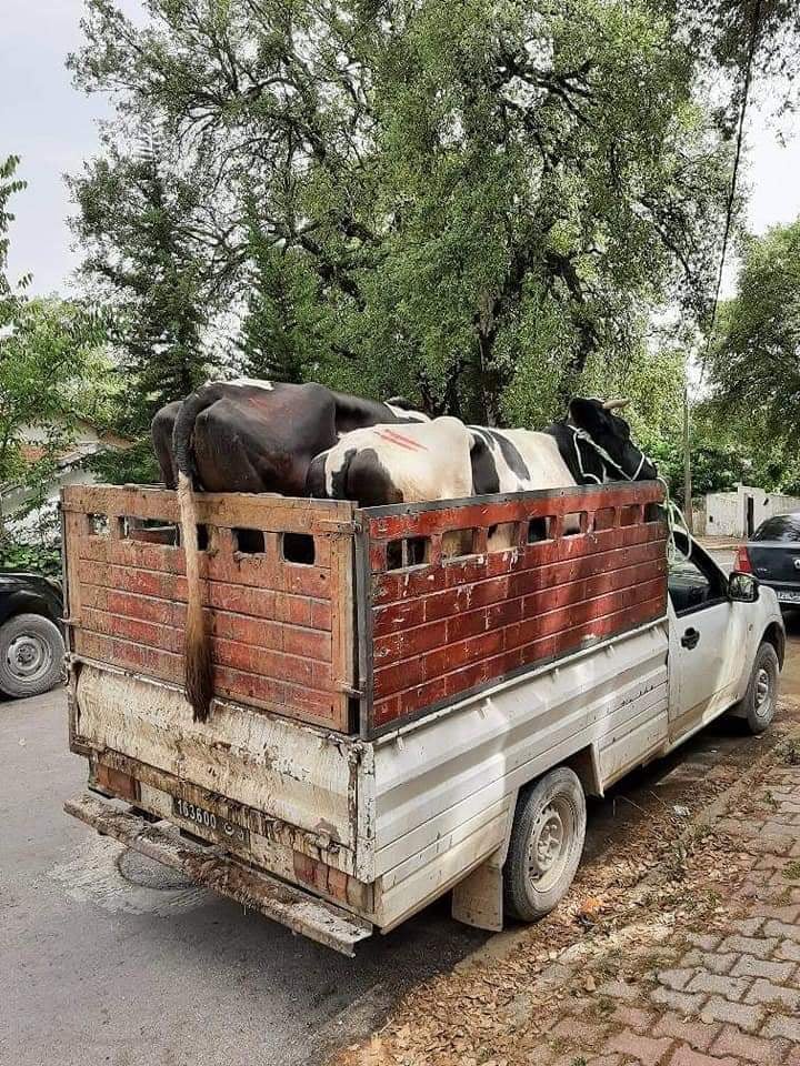 Tunisie- Jendouba: Tentative de contrebande de bovins vers l’Algérie [photos]