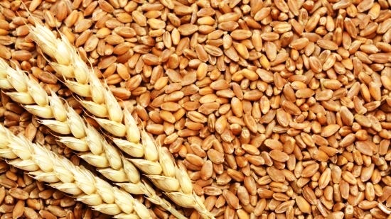 Tunisie- Un mandat de recherche à l’encontre d’une personne accusant l’Etat d’avoir importé du blé avarié