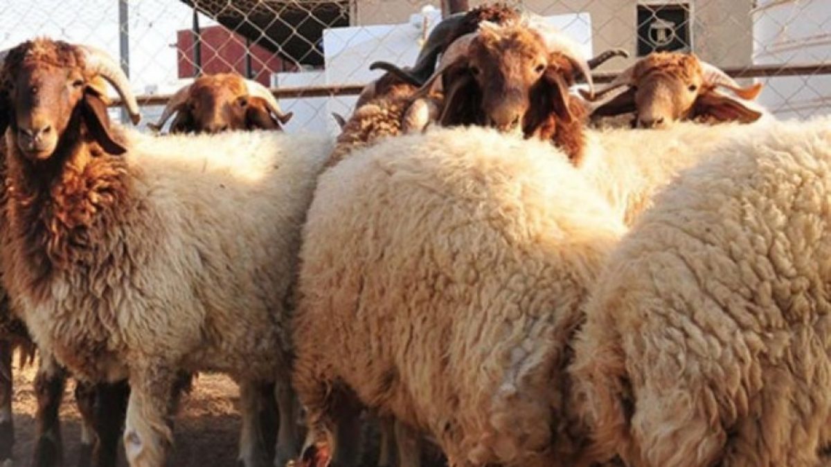 Tunisie-Office de l’élevage et des pâturages: Une réunion pour s’entretenir sur les préparatifs de Aid Al Adha