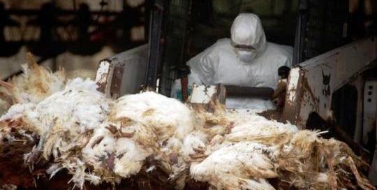 Chine : Enregistrement du premier cas de grippe aviaire chez l’homme
