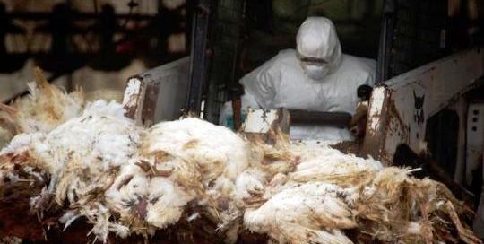 Pays-Bas : Détection de la grippe aviaire hautement pathogène à virus A(H5N1)
