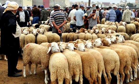 Tunisie-Ben Arous: Interdiction stricte de la vente des moutons dans les lieux publics et privés