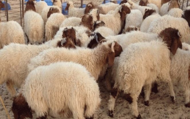 Aïd Al Adha: L’Union Tunisienne de l’Agriculture fixe le prix de vente des moutons