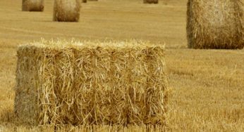 Beni Khalled-URAP: La hausse des prix des fourrages portera atteinte aux petits agriculteurs [Audio]