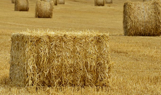 Tataouine: Les agriculteurs s’inquiètent face à la pénurie de fourrage