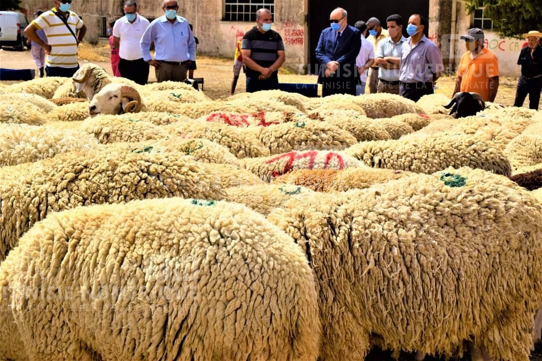 Aïd al-Adha: Installation d’un point de vente du producteur au consommateur au Kéf [Photos]