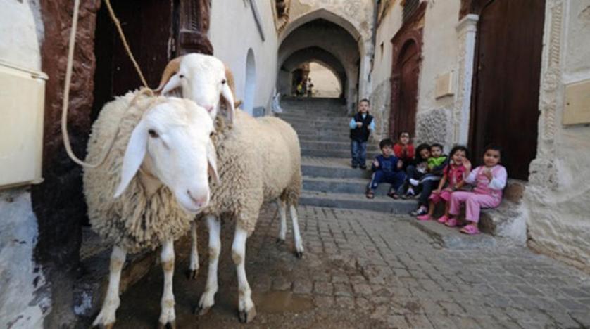 Les tunisiens pourront-ils acheter le mouton de l’Aïd cette année ?