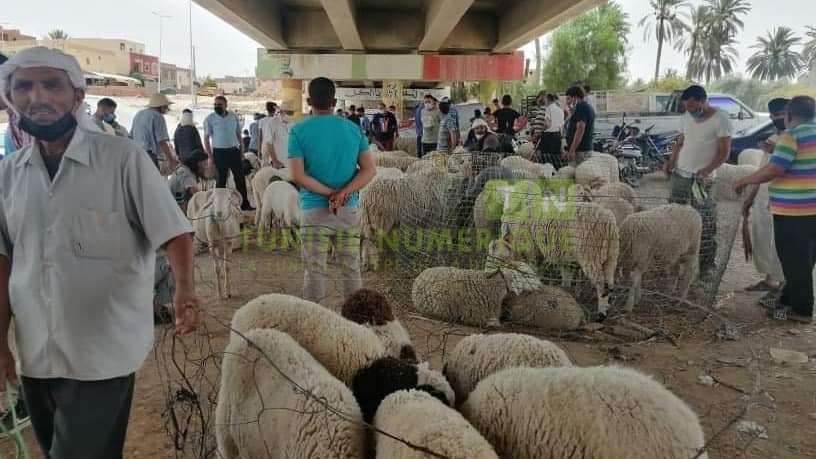 Gafsa: Installation d’un point de vente illégal de moutons [Photos]