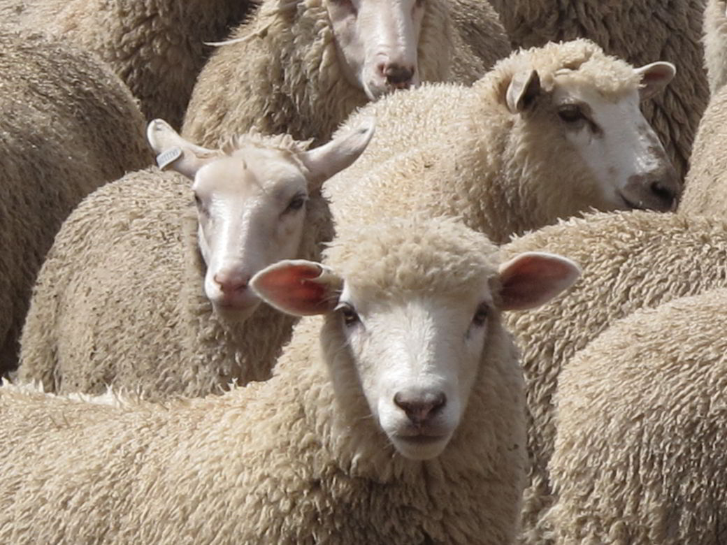 Faible affluence sur l’achat des moutons à Nabeul