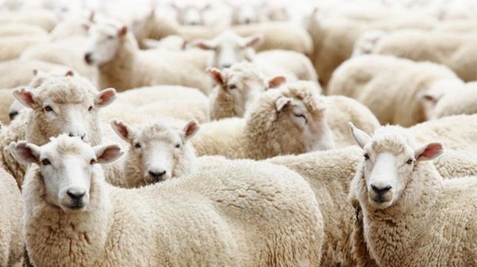 Moutons de sacrifice: Le prix référentiel sera fixé à 14 dinars pour le kilo