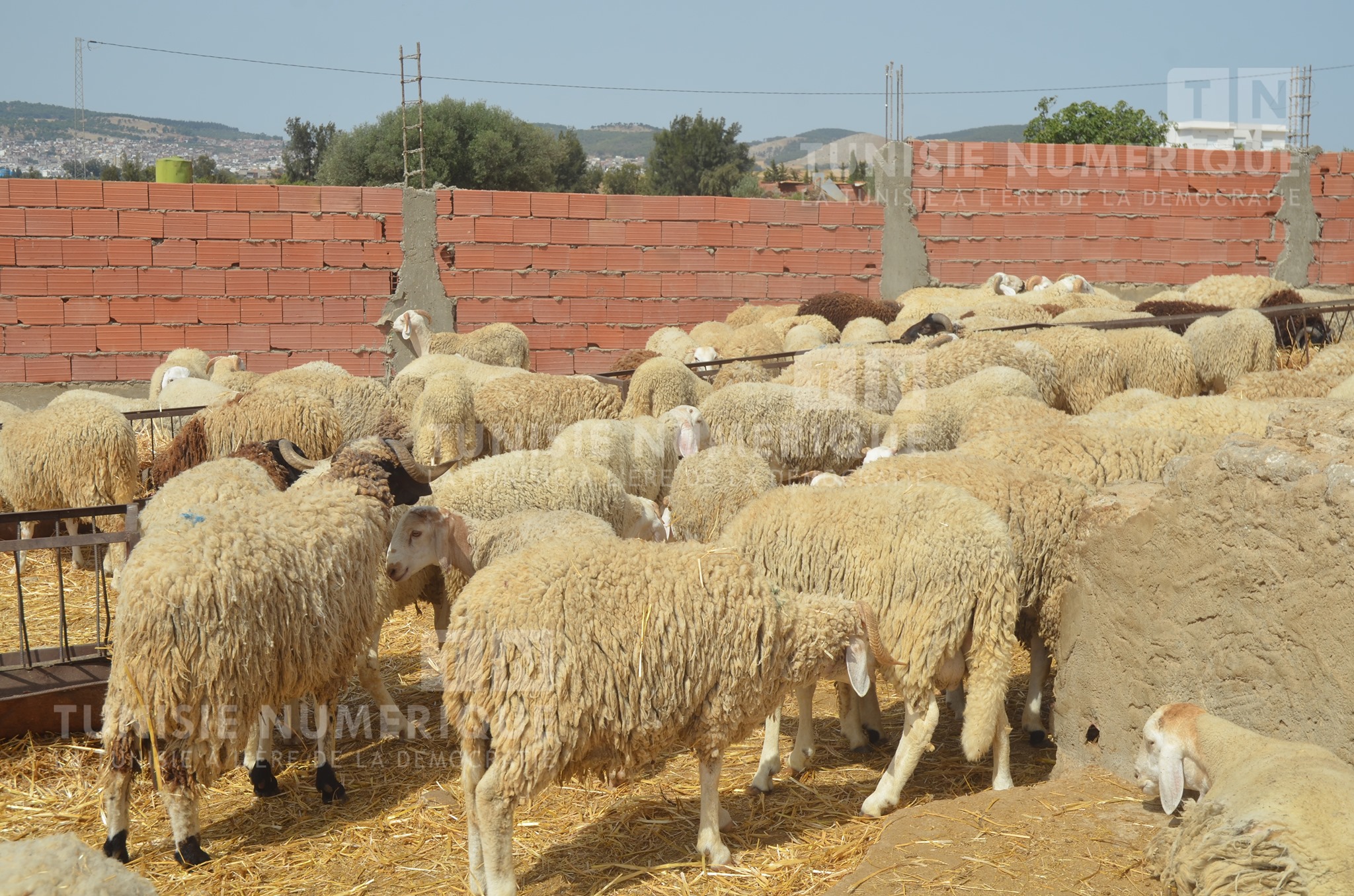 Kef : Accord sur la mise en place d’un point de vente des moutons du sacrifice
