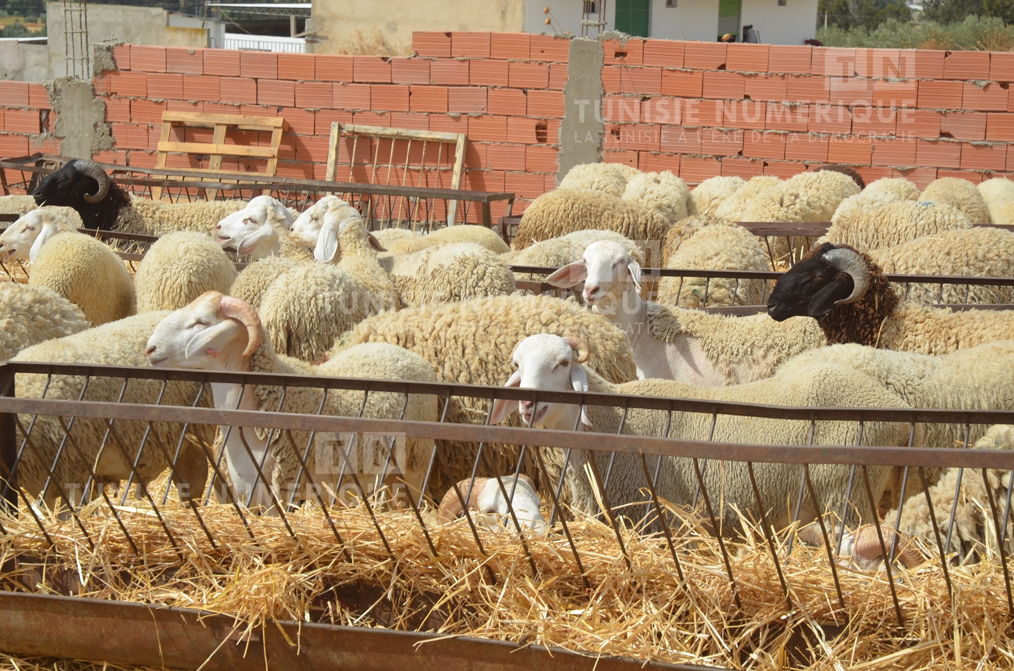 Aid Al Adhha-Kairouan: Les éleveurs  se plaignent et les acheteurs aussi
