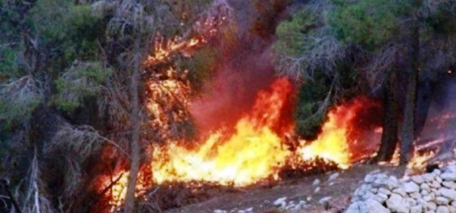 Tunisie – Zaghouan : arrestation de deux gardes forestiers suspectés d’implication dans des feux de forêt