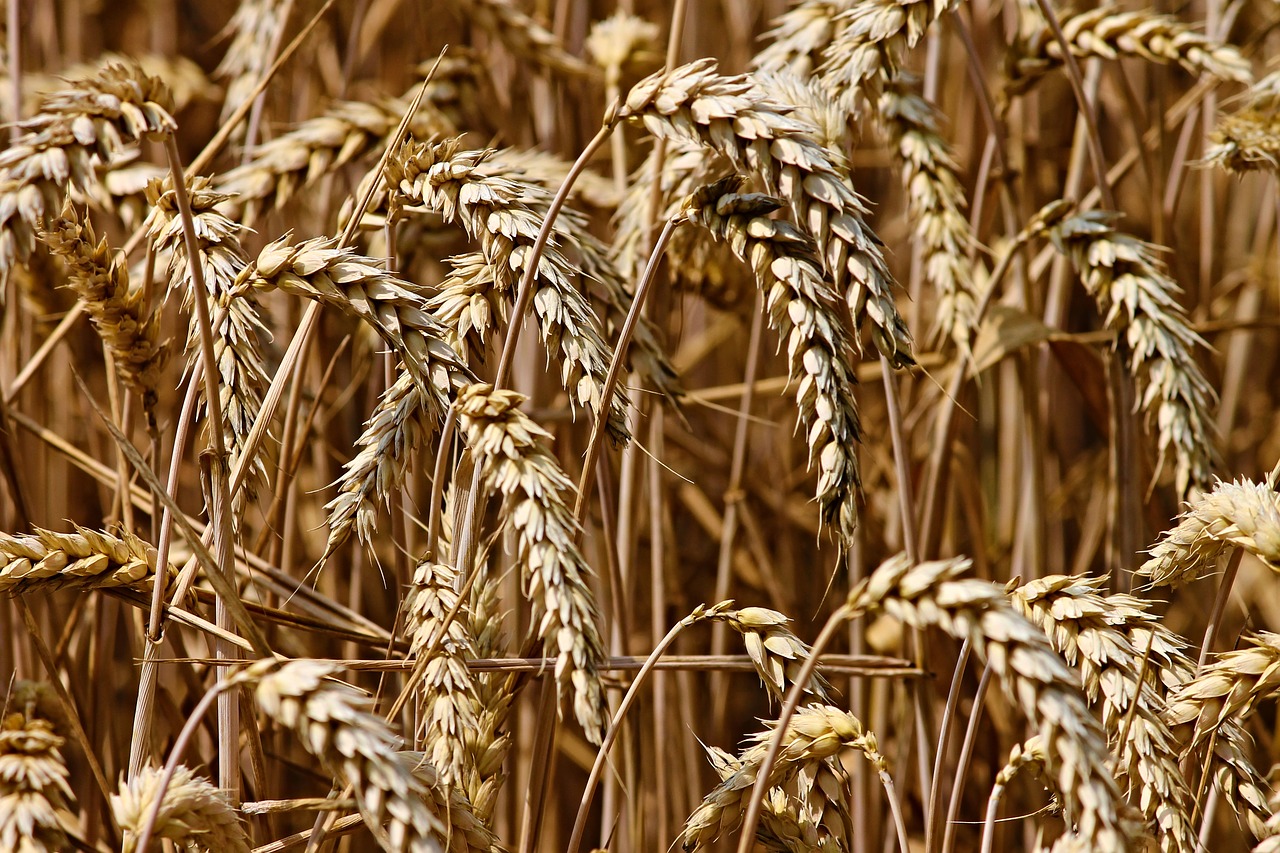 Augmentation des récoltes de céréales de 14% et gestion rigoureuse des stocks