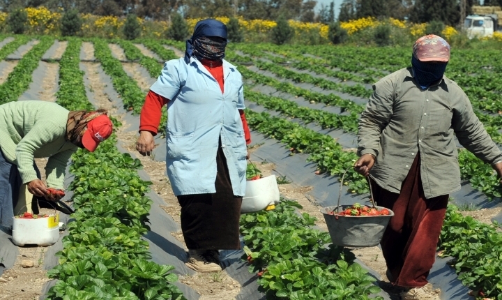 Rapport : Les subventions des investissements agricoles ne dépassent pas 88 millions de dinars