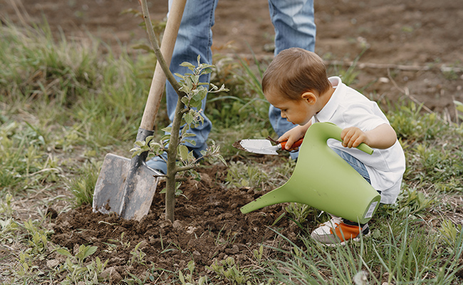 Une initiative pour planter 2 millions d’arbres dans les zones touchées par les incendies