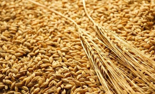 L’UTAP dénonce la hausse des prix des semences de céréales