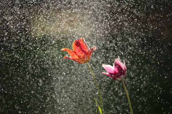 Météo: Pluies éparses et temporairement orageuses attendues