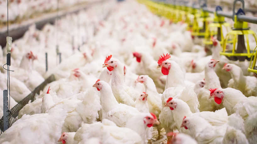 Nutrition avicole : l’ONAGRI présente une alternative contre l’économie de la rente