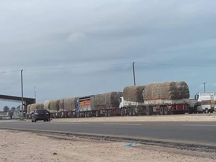 Inédit – Exportations anarchiques : La Libye absorbe près de 82% des fruits tunisiens exportés…