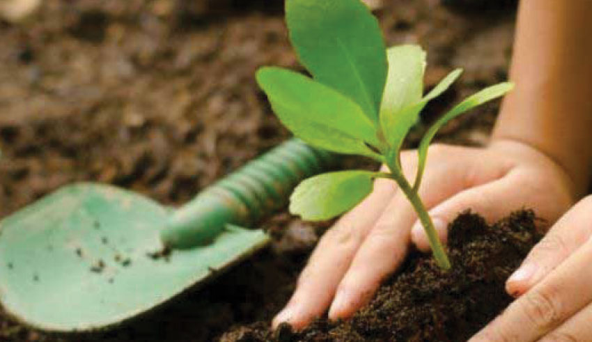 Fête de l’arbre: 2 millions d’unités en quelques mois