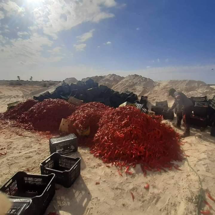 Impropres à la consommation [PHOTOS] : Les autorités libyennes détruisent des quantités de piment rouge tunisien
