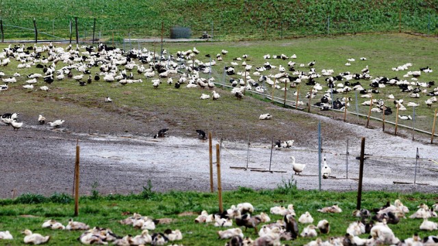Détection d’un foyer de grippe aviaire en France