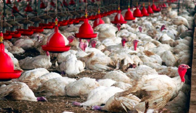 Tunisie – Le ministère de l’agriculture appelle les éleveurs à déclarer tout cas suspect de grippe aviaire