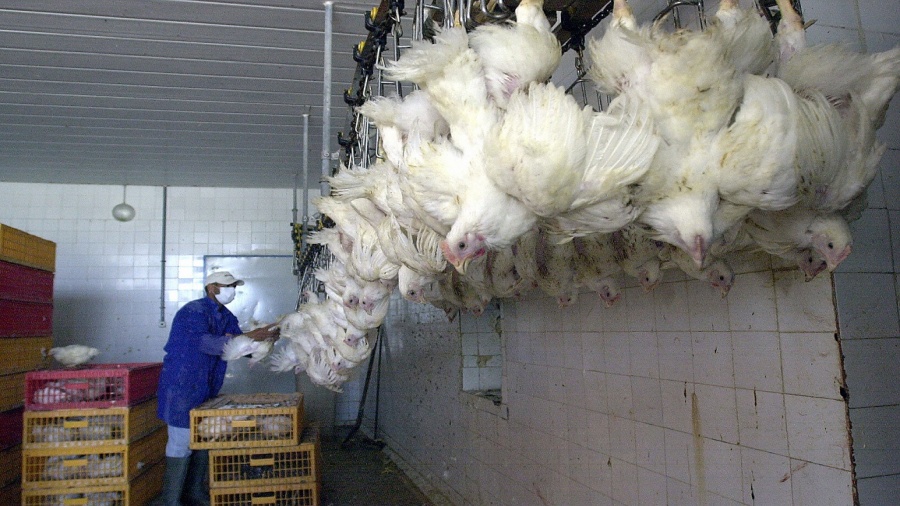 ONAGRI – Les prix moyens mensuels à la production des poulets et des œufs s’envolent à 30,8 et 35,1%