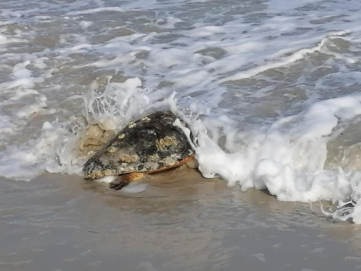 Photos : L’Association Jlij pour l’Environnement Marin de Djerba sauve 3 grandes tortues capturées par accident
