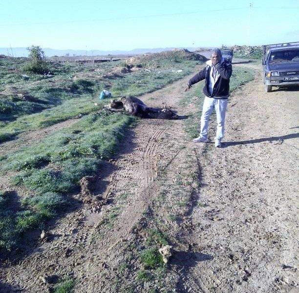 Béja: La pollution de l’eau provoque la mort de certains bétails [Audio+Photos]