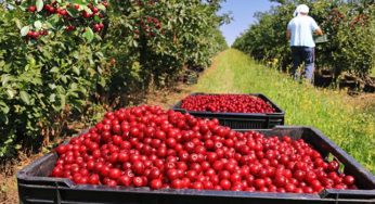 Kasserine: Le chef du département de la production agricole prévoit la réduction de la superficie destinée à la production de tomates [Audio]