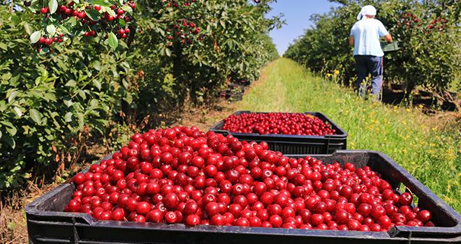 Kasserine: Le chef du département de la production agricole prévoit la réduction de la superficie destinée à la production de tomates [Audio]