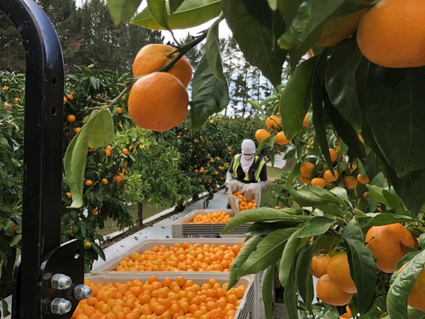 La Tunisie exporte des oranges maltaises vers Marseille
