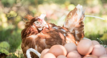 Tunisie: Production record de viande de poulet et d’œufs