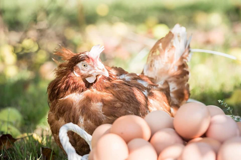 Tunisie: Production record de viande de poulet et d’œufs