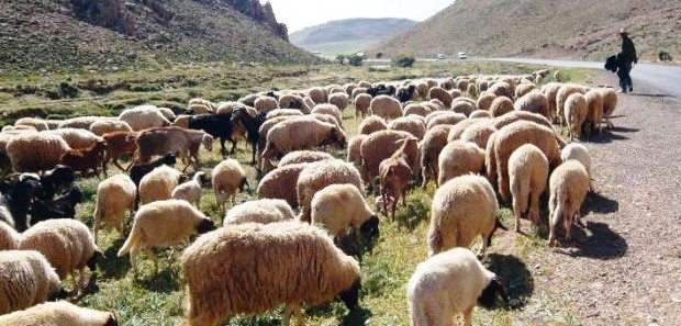 Tunisie – La garde nationale fait avorter des contrebandes de bétail pour une valeur de 16 millions de DT sur un seul mois