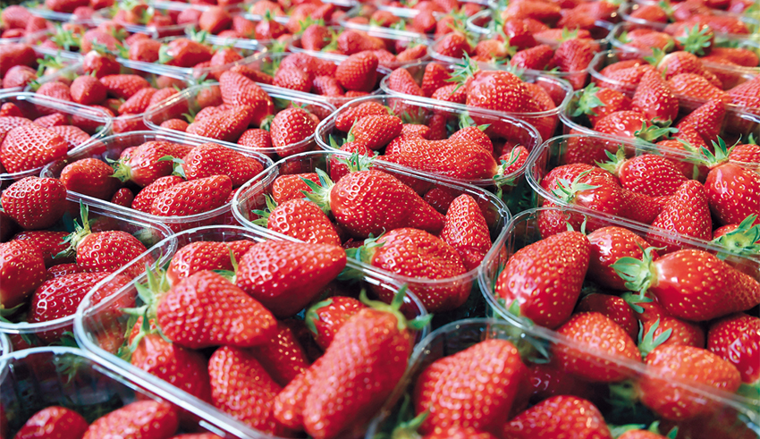 Nabeul: Hausse record de la production des fraises