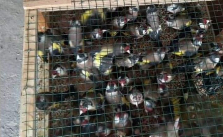 Tunisie [PHOTOS] : Tentative de contrebande de 420 oiseaux « pinsons » déjouée